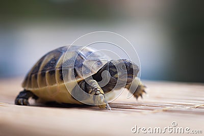 Little turtle walk ahead Stock Photo