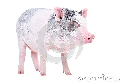 Little Vietnamese piggy Stock Photo