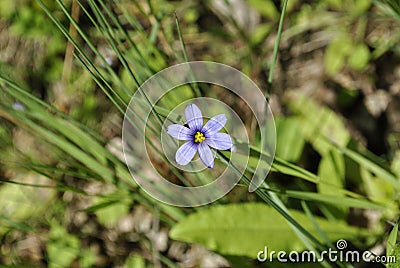 Little violet flower with green leaves Stock Photo