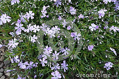 Little violet flowers and buds of phlox subulata Stock Photo