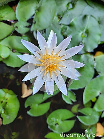 little violet lotus in a small pond Stock Photo