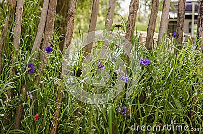 Little violet summer flowers Stock Photo