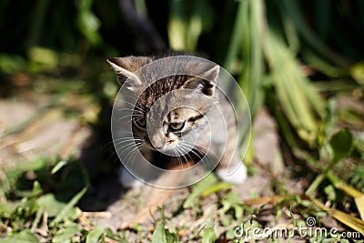 Little walking kitten in green grass in spring Stock Photo