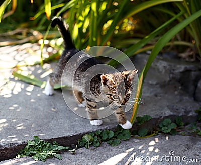 Little walking kitten in green grass in spring Stock Photo