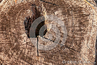 A Little Water monitor who called Varanus salvator is living in a tree hole Stock Photo