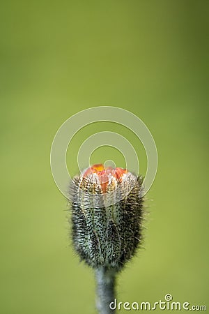 Little weeding red flower in blurred green background in springtime isolated Stock Photo