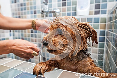 Little wet cute and beautiful purebred Yorkshire Terrier dog trying to escape from the bathtub because he don`t want to bathing se Stock Photo