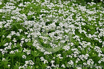 Woodruff - healing herbs - galium odoratum Stock Photo