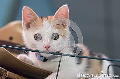 Little cat face and eyes contact backgrounds wallpaper Stock Photo