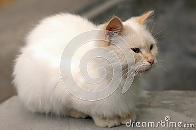 A little white cat lives in a hospital courtyard Stock Photo