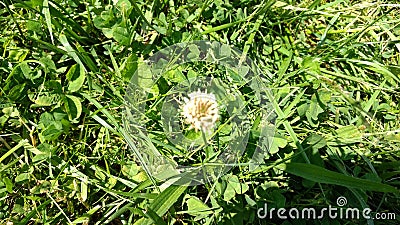 Little white clover flower Stock Photo