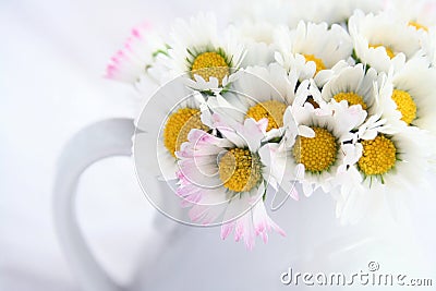 Little white daisies Stock Photo