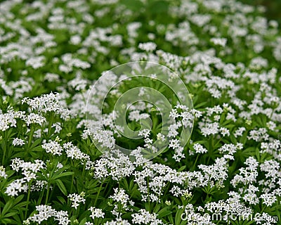 Woodruff - healing herbs - galium odoratum Stock Photo