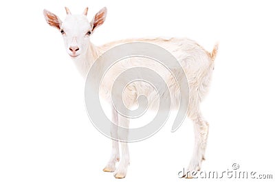 Little white goat Stock Photo