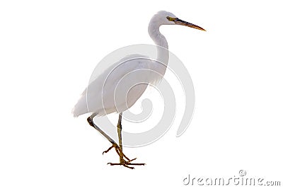 Little White heron stayng isolate Stock Photo