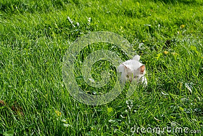 A little white kitten is playing and frolicking in the green grass. A white cat hunts grasshoppers and bugs on the lawn. A pet is Stock Photo