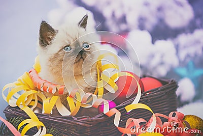 A small white kitten wrapped in serpentine sits in a basket Stock Photo