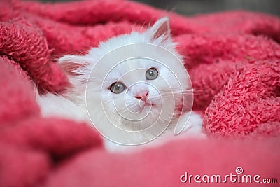 Little white kitty pets animal home hobby nice sweet Stock Photo