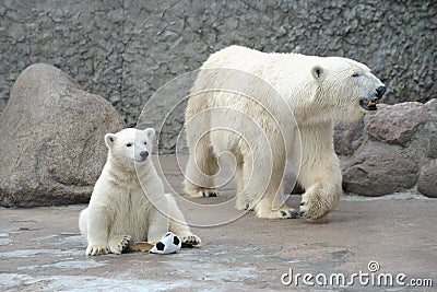 Little white polar bear with ball Stock Photo