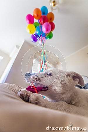 Little white puppy with black spots. Puppy burst balloon and chews him on the couch. Stock Photo