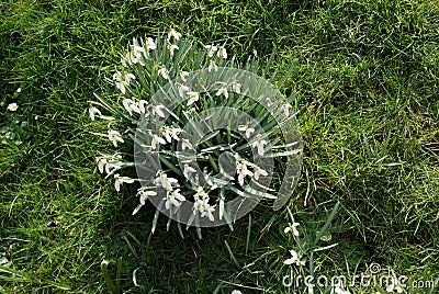 Little white snowdrops growing in the end of winter. Stock Photo