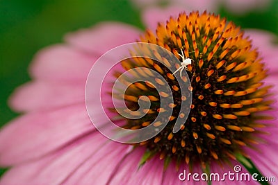 Tiny White Spider on an Epic Adventure Stock Photo