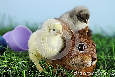 Easter Chicks and Bunnie Stock Photo