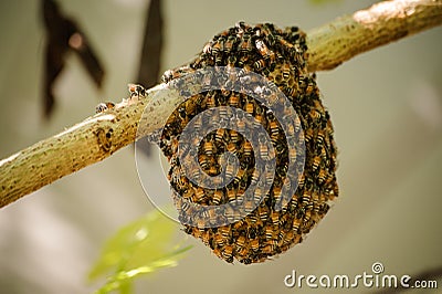 Little wild hive with bees Stock Photo