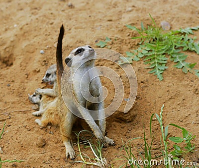 Little wild suricate meerkat Stock Photo