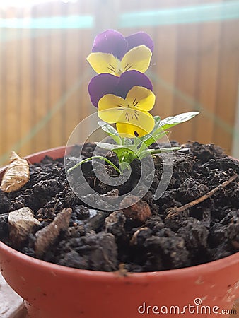 Little wild viola Stock Photo