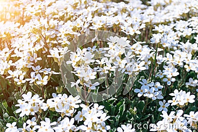 Little wild white flowers Houstonia caerulea in glare of sunlight in the sunset. Springtime Stock Photo