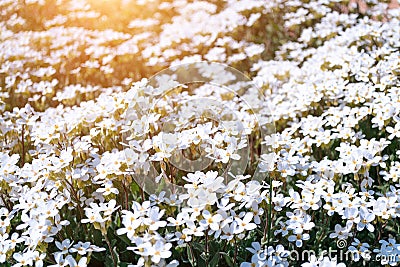 Little wild white flowers Houstonia caerulea in glare of sunlight in the sunset. Springtime Stock Photo