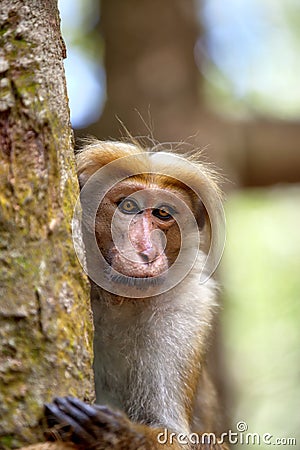 Little wilde green monkeys or guenons characterize the landscape of the rainforests Stock Photo