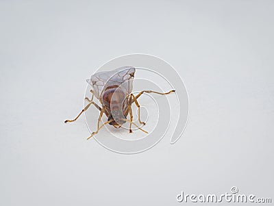 little winged ant from the front view Stock Photo
