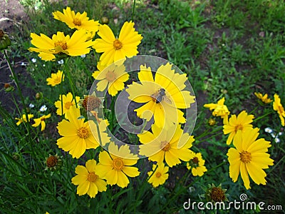 Little Winged Honeybee & Yellow Flower Stock Photo