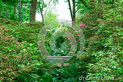 Little wooden bridge in Isabella Plantation, a woodland garden i Stock Photo