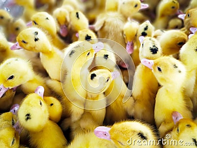 Little yellow beautiful fluffy cute ducklings surrounded by other ducklings. Poultry concept Stock Photo