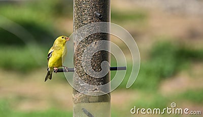 Little Yellow birds - American Goldfinch (Spinus tristis). Stock Photo