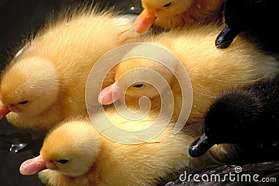 Little yellow and black ducklings Stock Photo