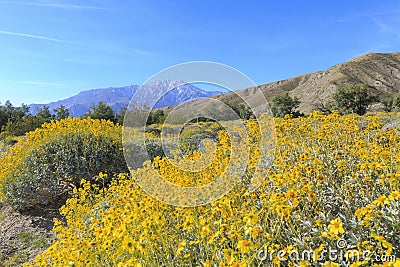 Little yellow Brittlebush blossom Stock Photo