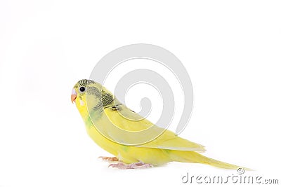 Little yellow budgerigar isolated on white background Stock Photo