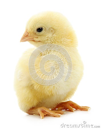 Little yellow chick Stock Photo