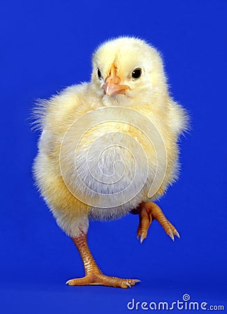 Little yellow chick Stock Photo