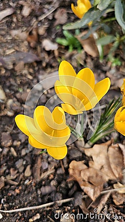 Little yellow crocus flowers Stock Photo