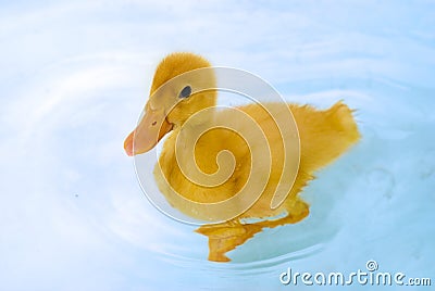 Little yellow duckling swimming Stock Photo