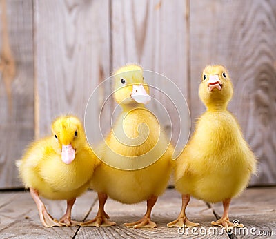 Little yellow duckling Stock Photo