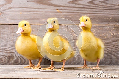 Little yellow duckling Stock Photo