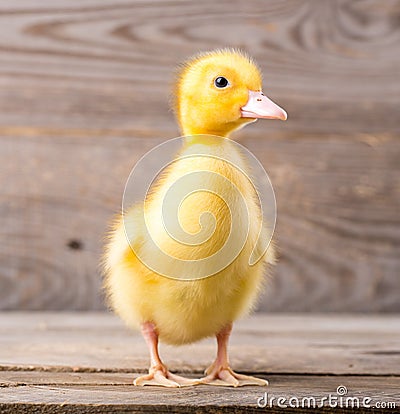 Little yellow duckling Stock Photo