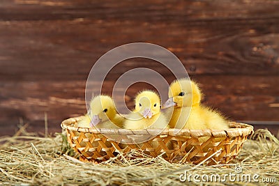 Yellow ducklings Stock Photo