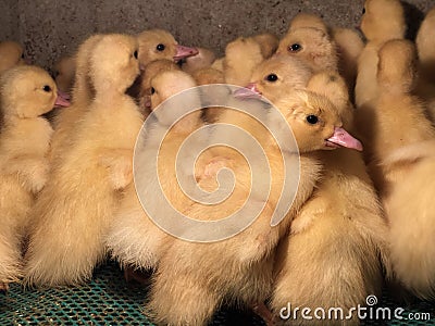 Little yellow ducklings In the cage Stock Photo